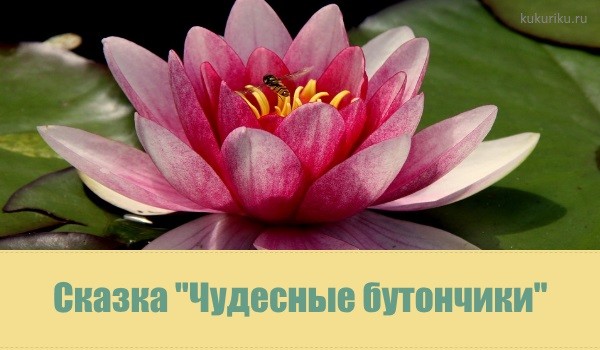 Чудесные бутончики чудесные бутончики